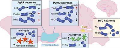 Mitochondrial Dynamics in the Brain Are Associated With Feeding, Glucose Homeostasis, and Whole-Body Metabolism